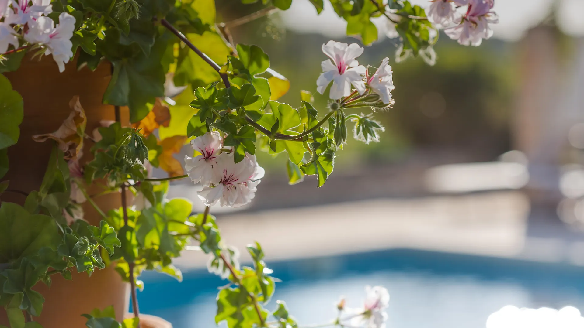 Finca Sa Rota Lloret de Vistalegre Spanyolország